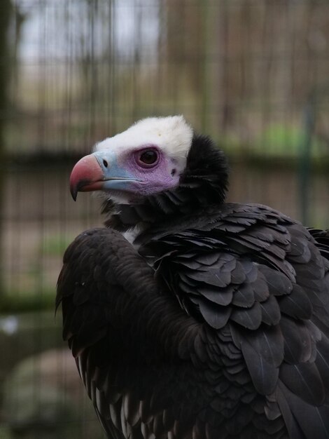 Foto wunderschöner gebetsvogel