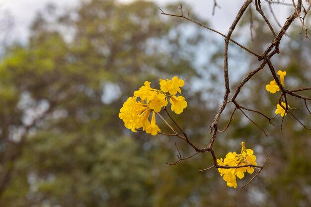 Wunderschöner gelber Ipe, typisch aus dem Landesinneren Brasiliens