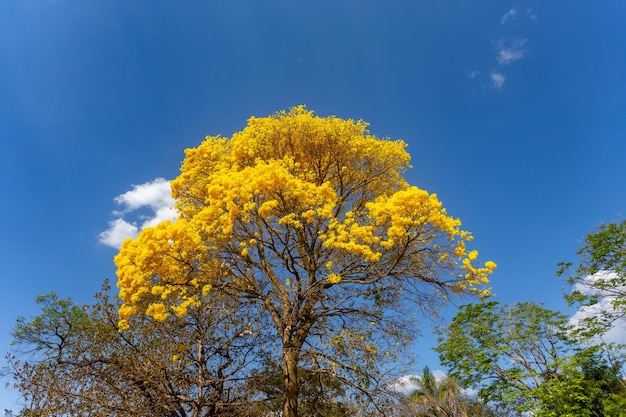 Wunderschöner gelber Ipe, typisch aus dem Landesinneren Brasiliens