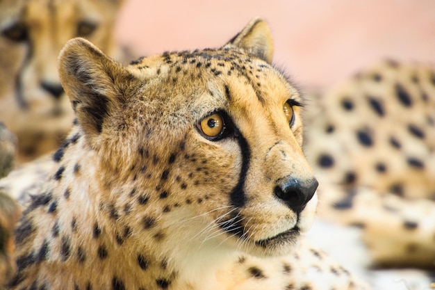 Foto wunderschöner gepard