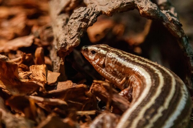 Wunderschöner gestreifter Eidechsen-Zonosaurus mit vier gesäumten plattierten Eidechsen Zonosaurus quadrilineatus