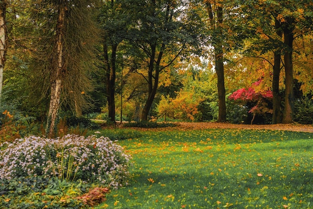 wunderschöner Herbstblick im Parkautumn-Park mit gelben Bäumen und gelbem Gras in Ingolstadt, Bayern, Deutschland