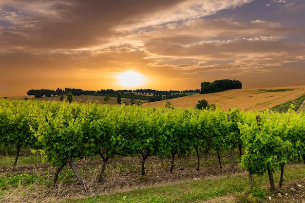 Wunderschöner Himmel über Weinbergen in Frankreich