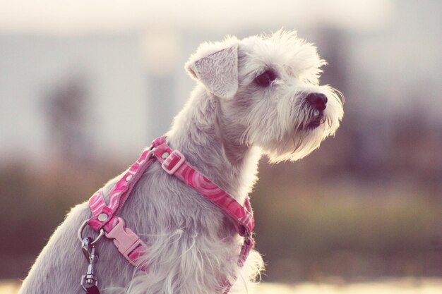 Foto wunderschöner modellhund