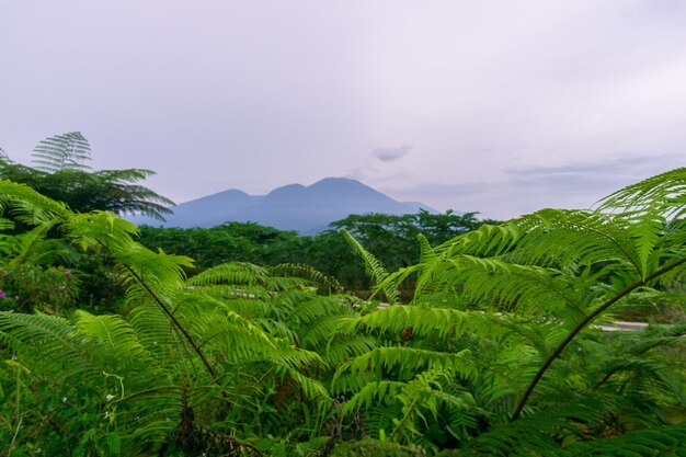 wunderschöner Morgenblick aus Indonesien auf Berge und tropischen Wald