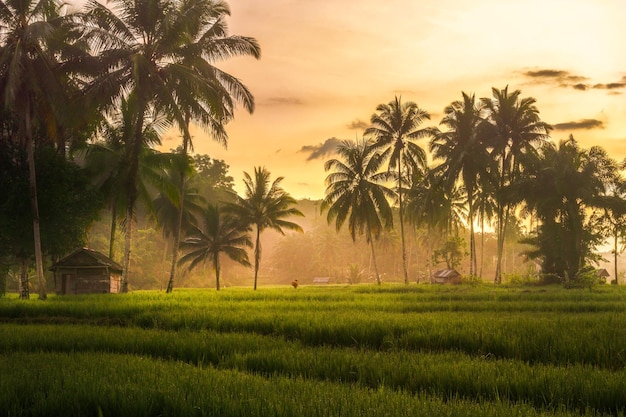 wunderschöner Morgenblick aus Indonesien auf Berge und tropischen Wald