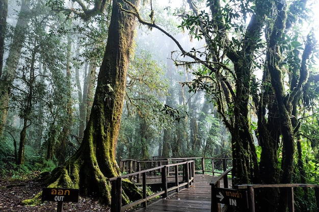 Wunderschöner Regenwald auf dem Ang Ka-Naturpfad im Doi Inthanon Nationalpark Thailand