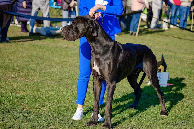 Wunderschöner riesiger Dogge-Hund schaut sorgfältig zur Seite