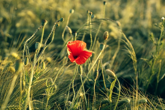 Wunderschöner roter Mohn im Abendlicht im Gerstenfeld. Stimmungsvoller Moment in der Sommerlandschaft. Wildblumen auf einer Wiesentapete