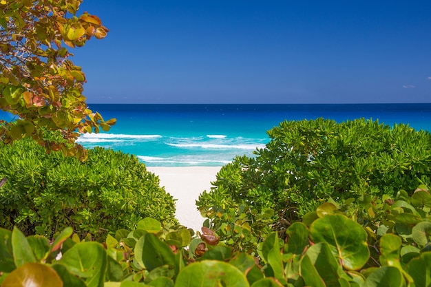 Wunderschöner Strand von Playa Delfines in der Karibik mit weißem Sand, umgeben von grünen Bäumen