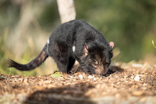 Wunderschöner Tasmanischer Teufel im Tasmanischen Busch. Australische Tierwelt in einem Nationalpark in Australien im Frühling