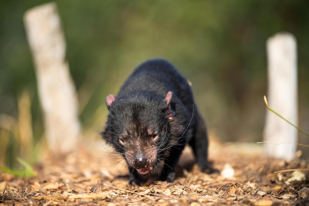 Wunderschöner Tasmanischer Teufel im Tasmanischen Busch. Australische Tierwelt in einem Nationalpark in Australien im Frühling