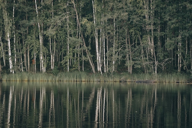 wunderschöner Waldsee mit Reflexionen im Wasser Retro-Vintage-Effekt