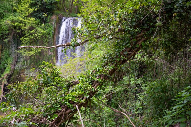 Wunderschöner Wasserfall im grünen Wald zwischen Bäumen