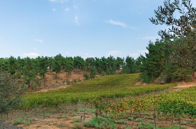 Wunderschöner Weinberg im Norden Israels