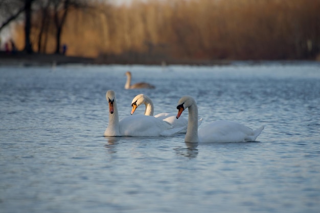 Wunderschöner weißer, eleganter Schwanenvogel auf einem nebligen Wintersee