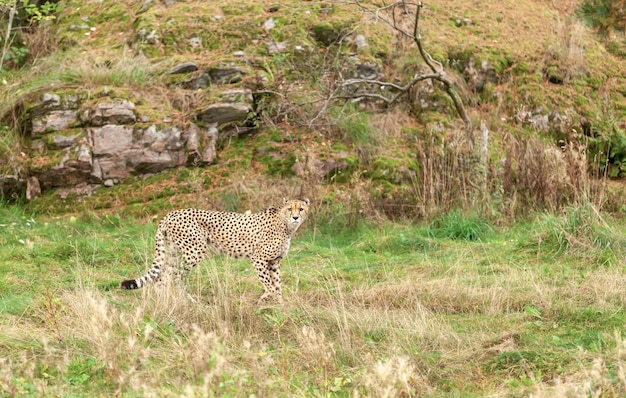 Wunderschöner Wildkatzen-Gepard in einem Naturpark