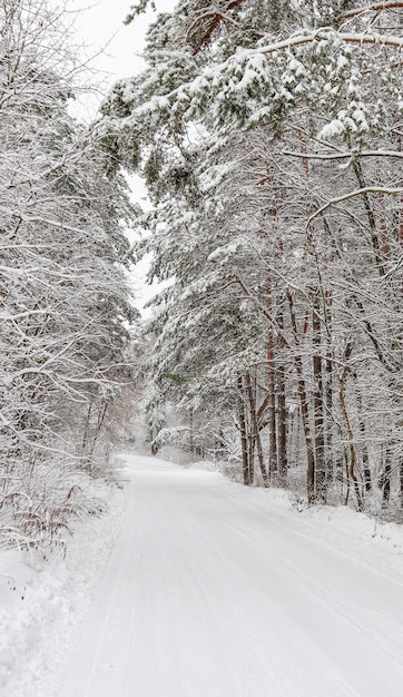 Wunderschöner Winterwald mit verschneiten Bäumen und einem weißen Straßenmärchen