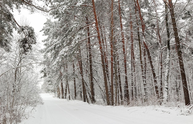 Wunderschöner Winterwald mit verschneiten Bäumen und einem weißen Straßenmärchen