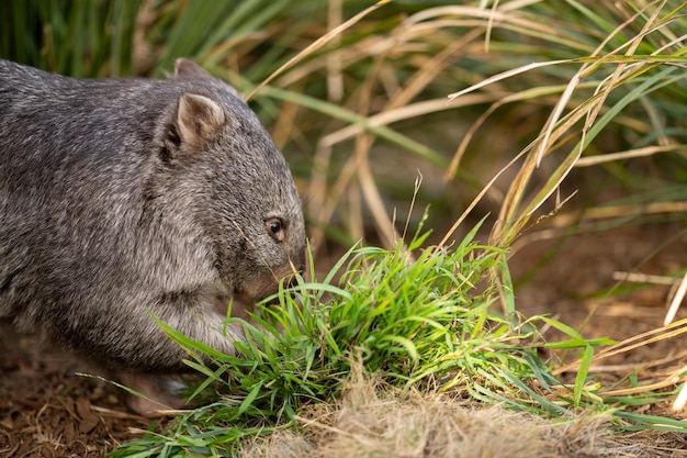 Wunderschöner Wombat im australischen Busch in einem tasmanischen Park. Australische Wildtiere in einem Nationalpark in Australien fressen Gras