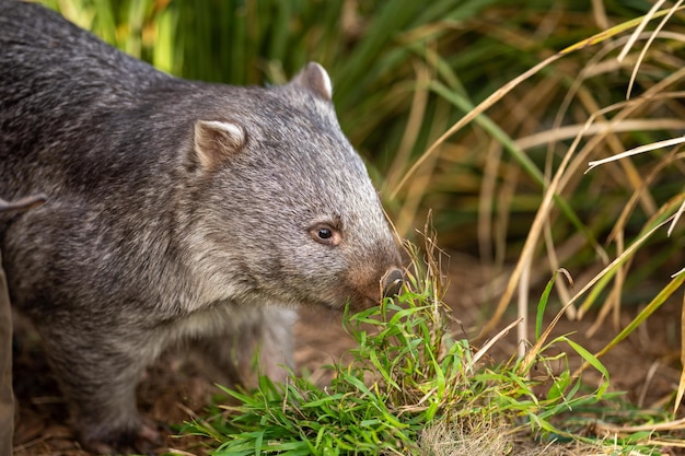 Wunderschöner Wombat im australischen Busch in einem tasmanischen Park. Australische Wildtiere in einem Nationalpark in Australien fressen Gras