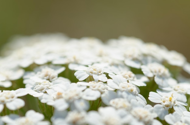 Foto wunderschöner yarrow