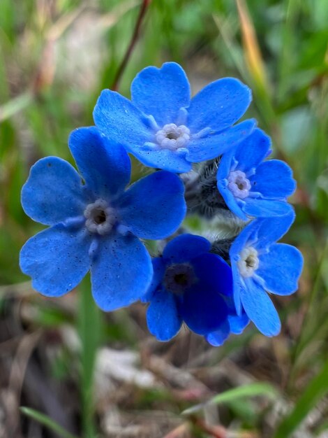 Wunderschönes blaues alpines Vergissmeinnis auf einem Hintergrund aus grünen Blättern, Nahaufnahme, helles Foto