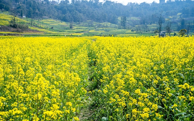 wunderschönes blühendes Senf-Ackerland in Kathmandu Nepal