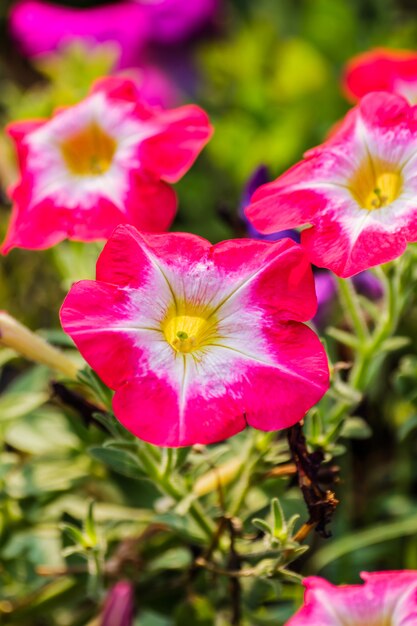 Wunderschönes Blumenbeet mit hellrosa Petunien