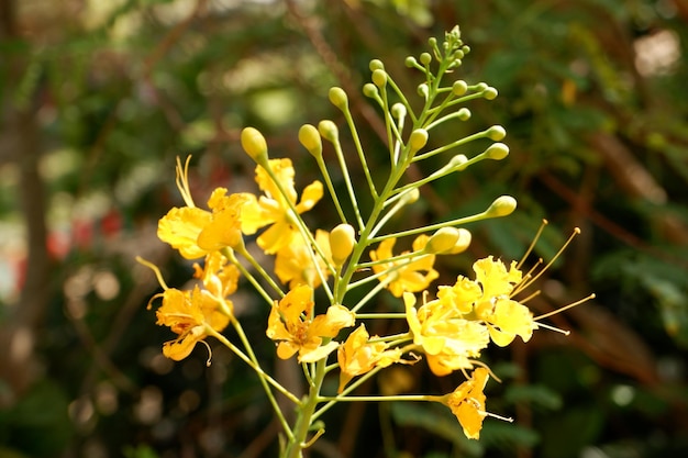 Foto wunderschönes blumenpanorama als hintergrund