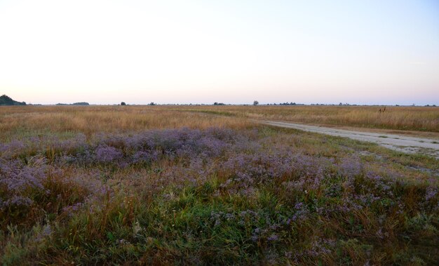 Foto wunderschönes feld am abend