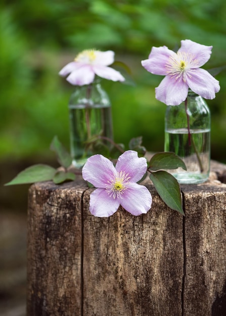 Wunderschönes floristisches Frühlingsarrangement mit weißen und rosa Clematisblüten in kleinen Glasvasen