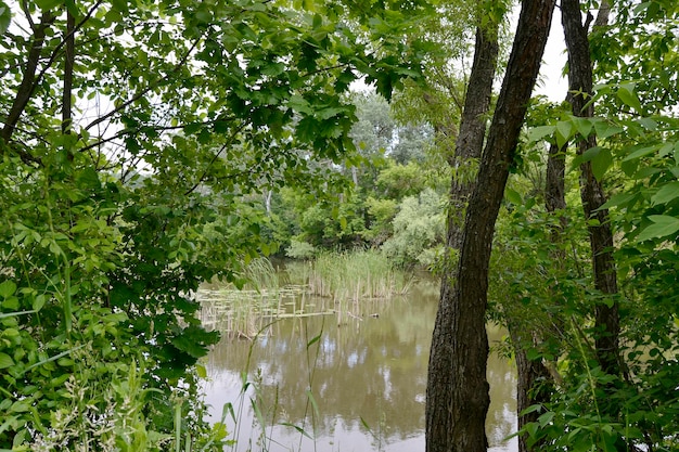 Wunderschönes Grassumpfschilf, das am Uferreservoir wächst