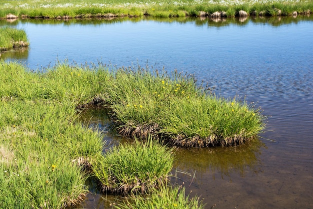 Wunderschönes grünes Gras am Teich