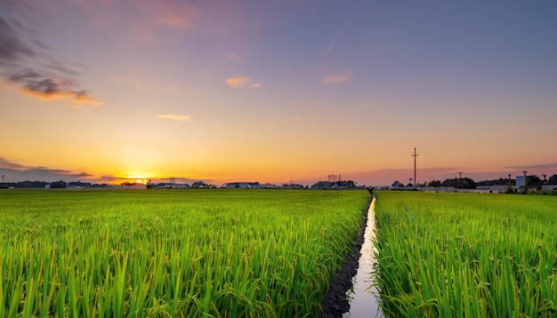 Wunderschönes grünes Reisfeld im wunderschönen generativen Sonnenaufgang bei Sonnenaufgang