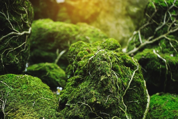 Wunderschönes hellgrünes Moos, das aufgewachsen ist, bedeckt die rauen Steine und auf dem Boden im Wald. Zeigen Sie mit Makroansicht. Felsen voller Moosstruktur in der Natur für weichen Fokus der Tapete