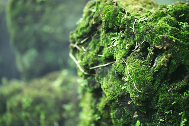 Wunderschönes hellgrünes Moos, das aufgewachsen ist, bedeckt die rauen Steine und auf dem Boden im Wald. Zeigen Sie mit Makroansicht. Felsen voller Moosstruktur in der Natur für weichen Fokus der Tapete