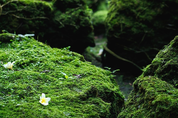 Wunderschönes hellgrünes Moos, das aufgewachsen ist, bedeckt die rauen Steine und auf dem Boden im Wald. Zeigen Sie mit Makroansicht. Felsen voller Moosstruktur in der Natur für weichen Fokus der Tapete