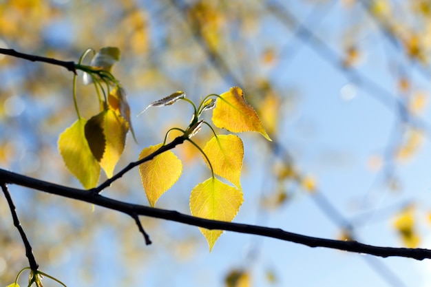 Wunderschönes Laub des Baumes in der Frühjahrssaison, die Blätter haben rote und gelbe Schattierungen wie im Herbst, Frühlingsmerkmale der Blüte verschiedener Bäume.