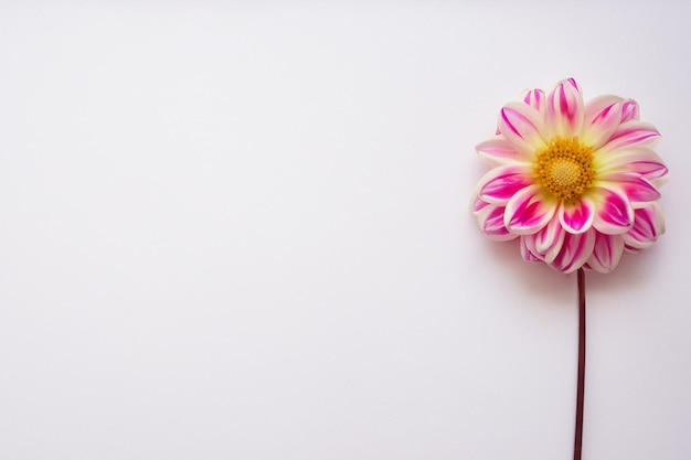 Wunderschönes Modell einer bezaubernden Dahlienblume auf weißem Papier