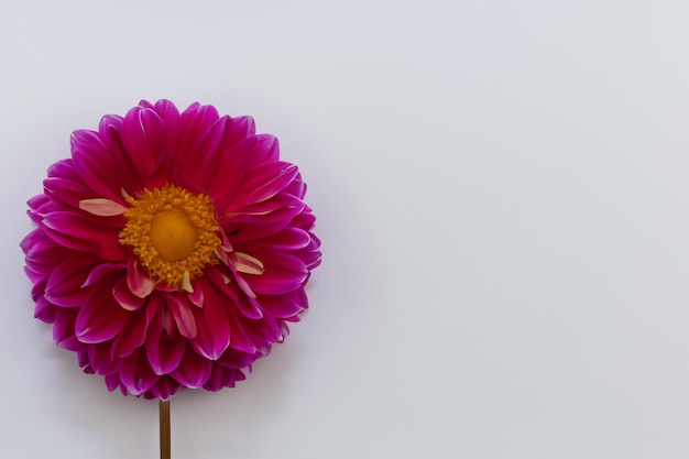 Wunderschönes Modell einer bezaubernden Dahlienblume auf weißem Papier