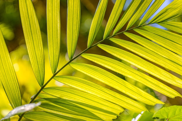 Wunderschönes Palmblatt mit Wassertropfen und flachem DOF als künstlerischer Hintergrund jedoch unscharf Tropischer Park