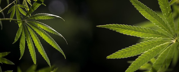 Foto wunderschönes panorama von cannabis, das in der südlichen region blüht. durchbrochene hanfzweige in der sonne.