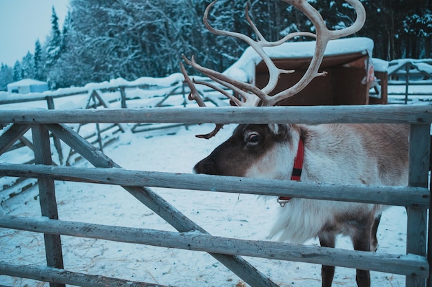 Wunderschönes Rentier in einem kleinen Gehege im ethnischen Park Nomad Moskauer Gebiet Russland Sehr schöner schneebedeckter und kalter Winter