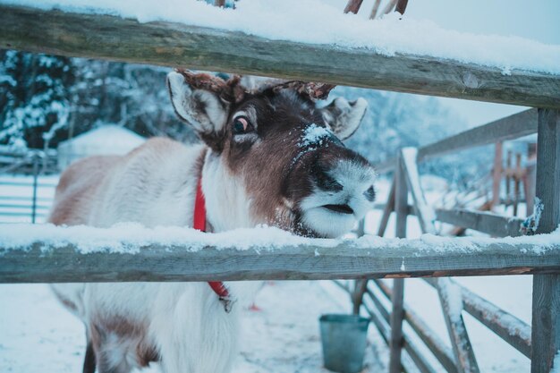 Wunderschönes Rentier in einem kleinen Gehege im ethnischen Park Nomad Moskauer Gebiet Russland Sehr schöner schneebedeckter und kalter Winter