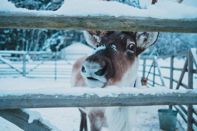 Wunderschönes Rentier in einem kleinen Gehege im ethnischen Park Nomad Moskauer Gebiet Russland Sehr schöner schneebedeckter und kalter Winter