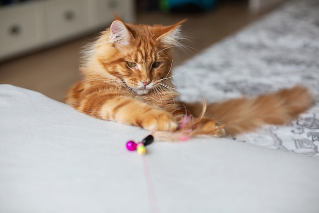 Wunderschönes rotes Maine Coon Kätzchen, das mit Federspielzeug spielt. Freiraum