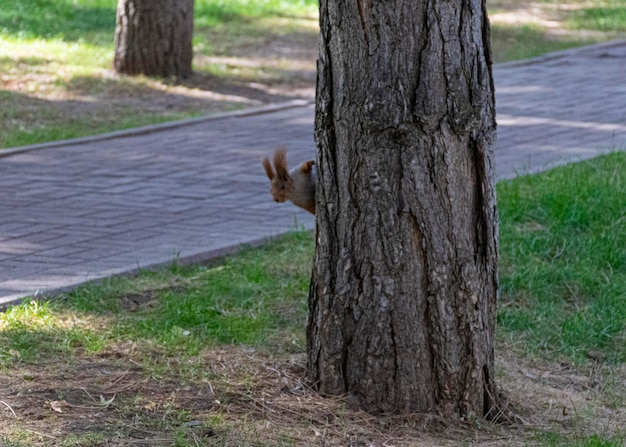 Wunderschönes, rothaariges, flauschiges eichhörnchen spielt in einem stadtpark der natürliche lebensraum der tiere