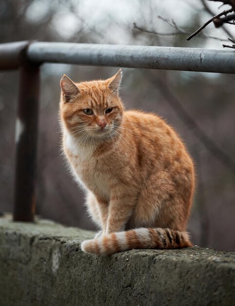 Wunderschönes rothaariges junges Kätzchen sitzt und posiert in der Natur Porträt einer einsamen rot gestreiften Straßenkatze