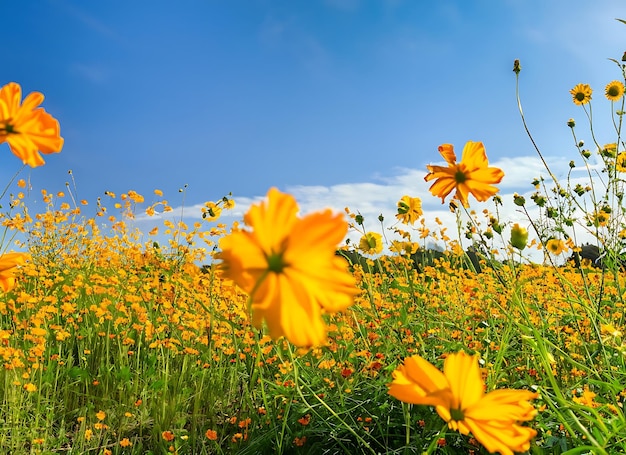 Wunderschönes Schwefelkosmos- oder gelbes Kosmos-Blumenfeld mit blauem Himmel im Sonnenlicht in der Nähe des Flussufers